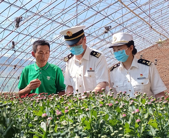 葫芦岛海关实行7×24小时预约机制,为了让鲜菊花出口