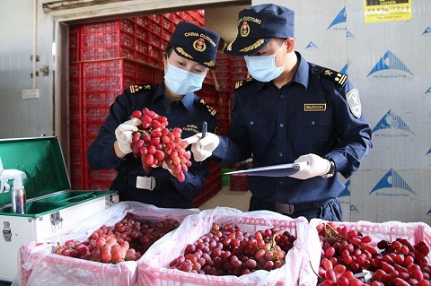 葡萄出口报关代理|大理葡萄之所以能热销到海外市场,离不开海关的鼎力支持