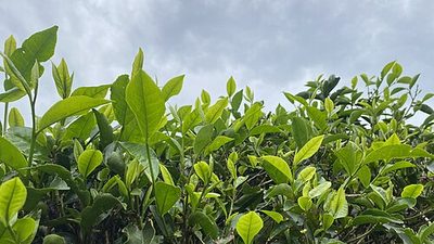 茶叶茶园